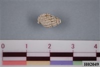 藏品(綠葉螺科化石)的圖片